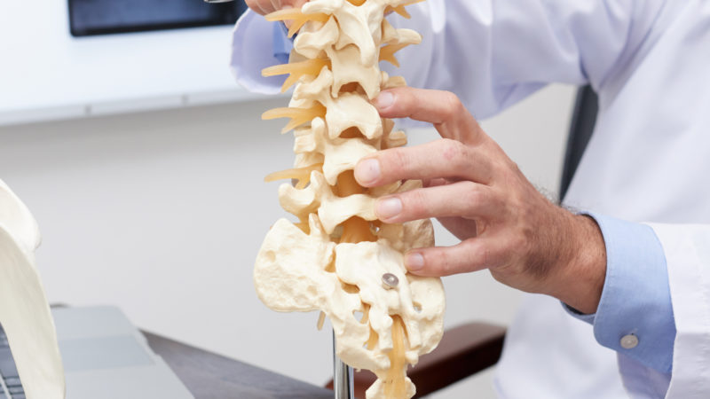 Plastic model of spine on table of osteopath